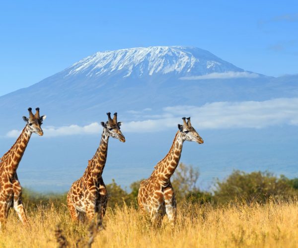 giraffes Africa school trip transition year experiences JWT Schools travel