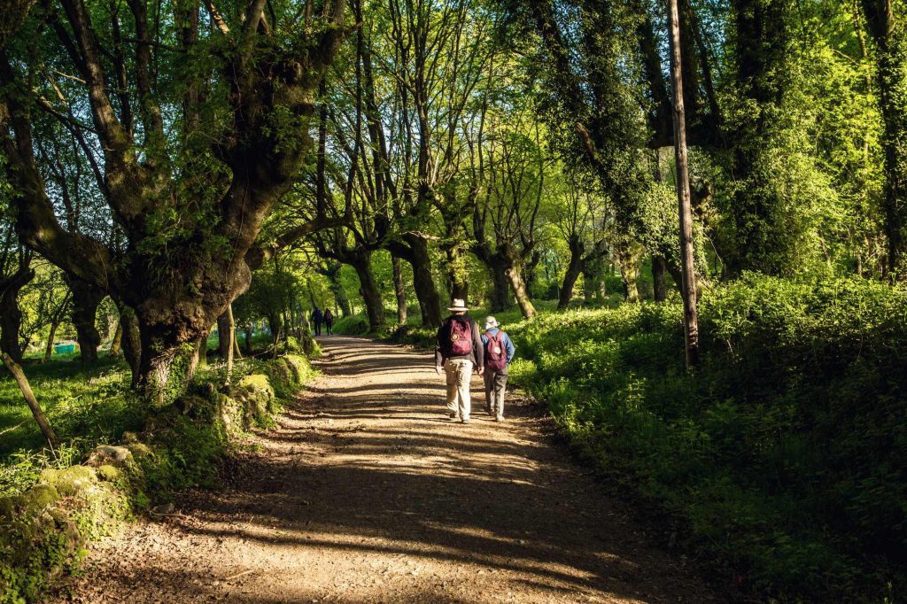 best time to do the Camino forest-pilgrims-walking-Camino-de-Santiago-trail-JWT-tours