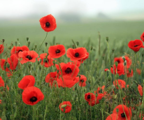 poppies Somme Flanders Belgium WWI Battlefields school trip JWT Schools travel