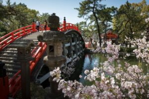 Sakura flower blossom Kyoto Best of Japan cruise Celebrity cruises JWT Travel cruise holidays