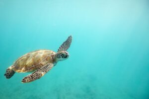 turtle Caribbean cruises Silversea JWT Cruises