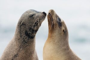 seals Galapagos Islands Cruise Silversea Expedition JWT Cruises travel