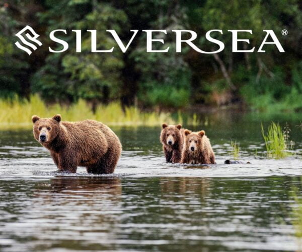 bears Silversea Alaska Cruise JWT Travel cruise holidays