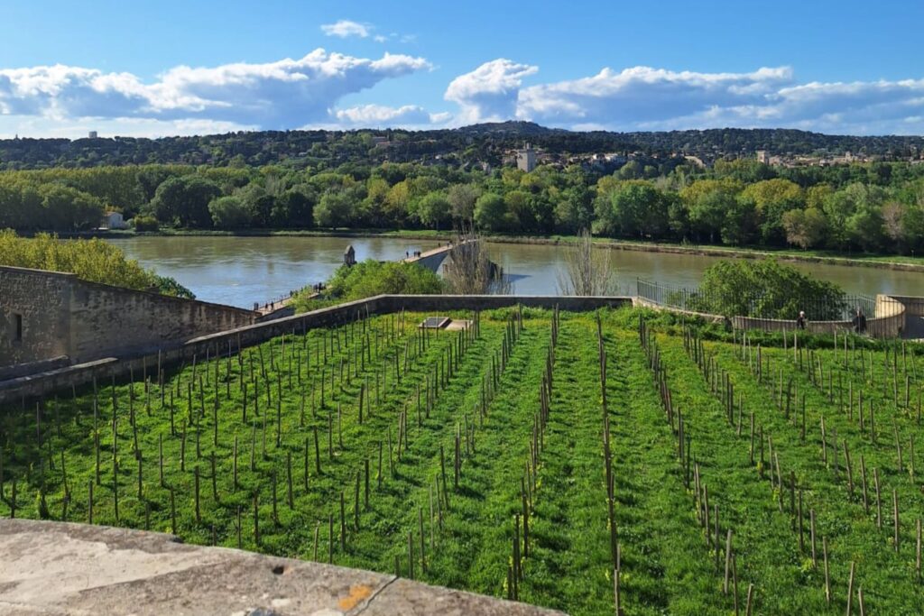 avignon vineyards riverside ravel luxury Rhone river cruise review JWT Cruises