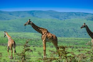 Azamara Cruises - Africa Cruise from Mauritius - Tanzania - Cruise Holidays - JWT CRUISES - JWT TRAVEL