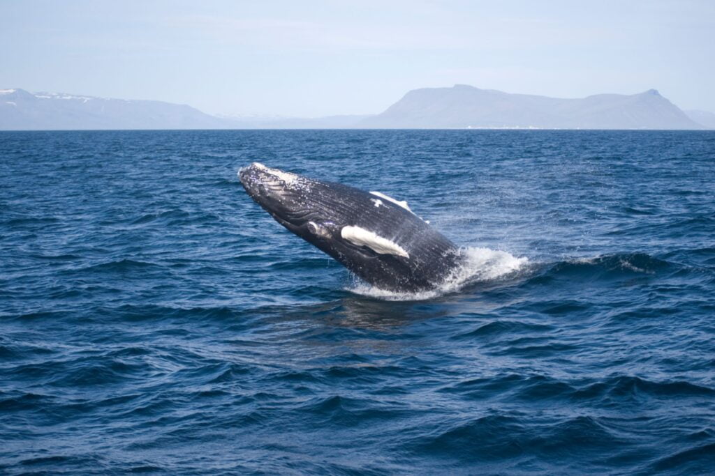 Expedition Cruises - Iceland - JWT Travel cruise holidays (2)