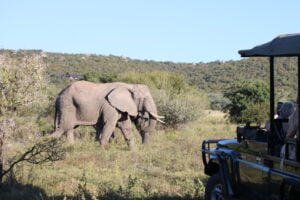 Elephant Leinster Rugby South Africa Tour JWT Travel