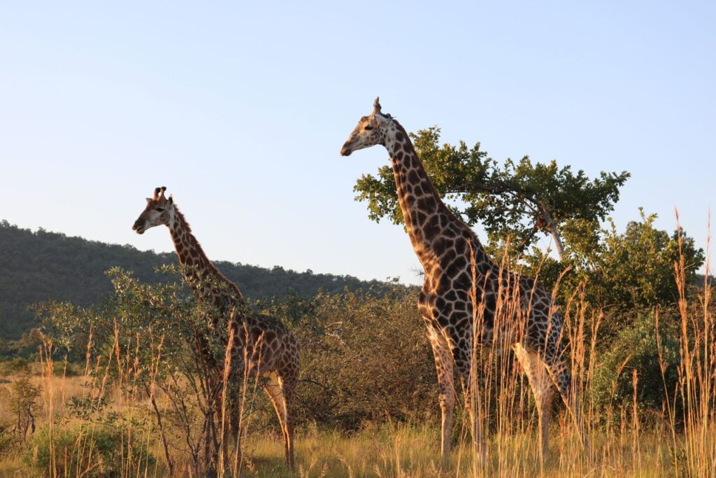 Leinster Rugby South Africa Tour 2025 Giraffes JWT Travel