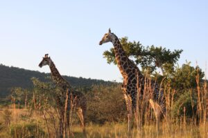 Leinster Rugby South Africa Tour 2025 Giraffes JWT Travel