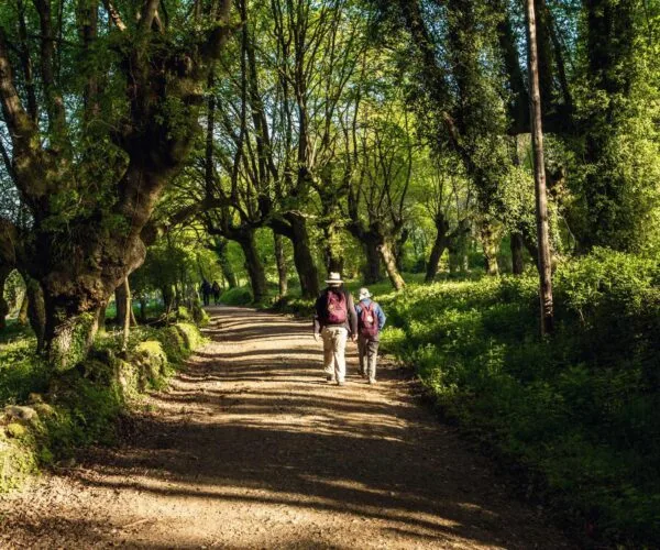 forest-pilgrims-walking-Camino-de-Santiago-trail-JWT-tours.jpg