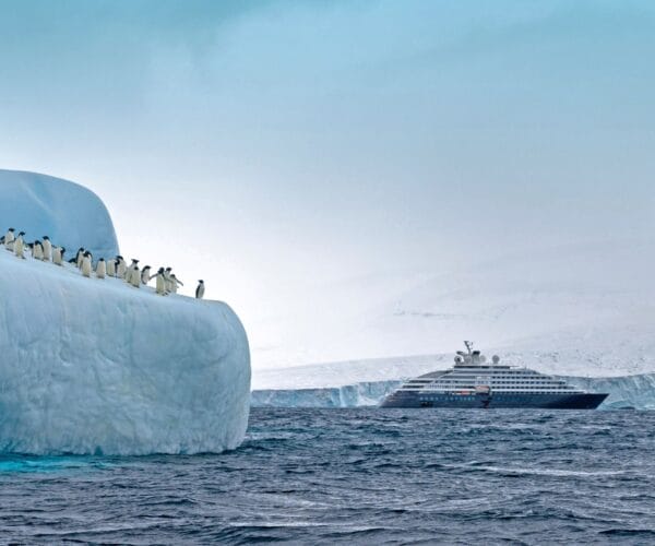 Top things to do and see on an Expedition Cruise to Antarctica - Expedition Cruises - Scenic - JWT Travel cruise holidays