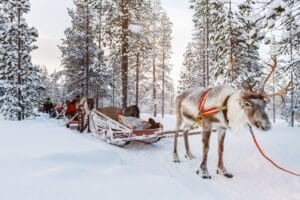 reindeer magical lapland tour JWT Travel