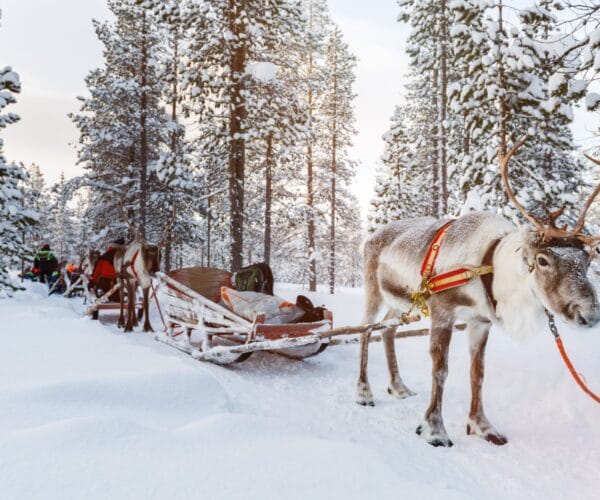reindeer magical lapland tour JWT Travel