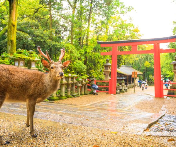 Best of Japan school trip Nara Park JWT Travel