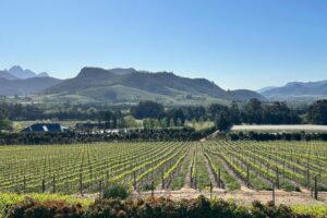 Leinster Rugby supporters tour of South Africa winelands JWT Travel