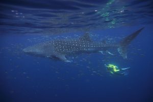 Australia's West Coast Expedition Cruise