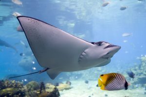 Australia's West Coast Expedition Cruise