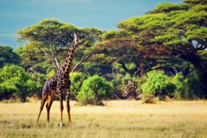 Kenya Safari & Beach Luxury Holiday - JWT Cruises JWT Travel