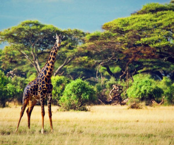Kenya Safari & Beach Luxury Holiday - JWT Cruises JWT Travel