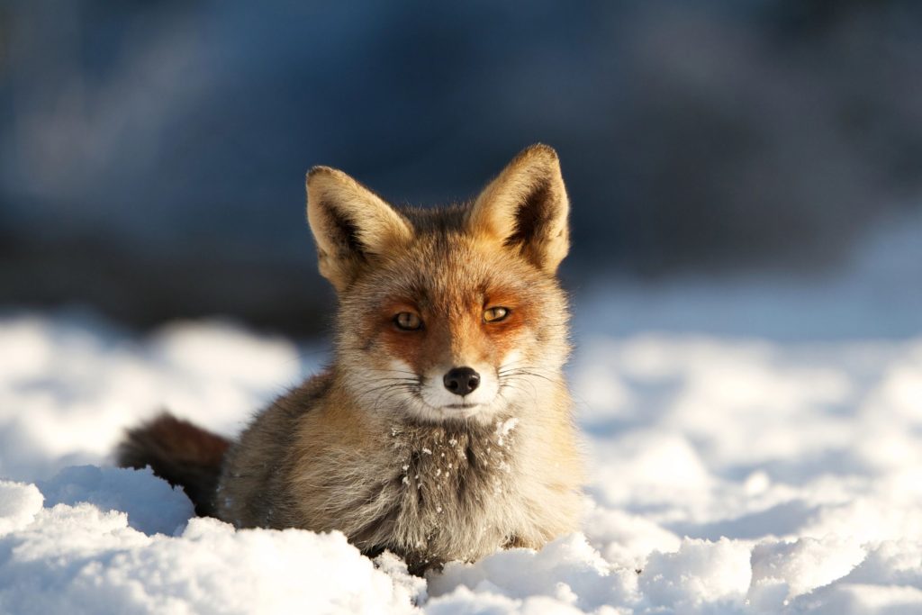 3 Extraordinary Expedition Cruise destinations Arctic Fox JWT Cruises