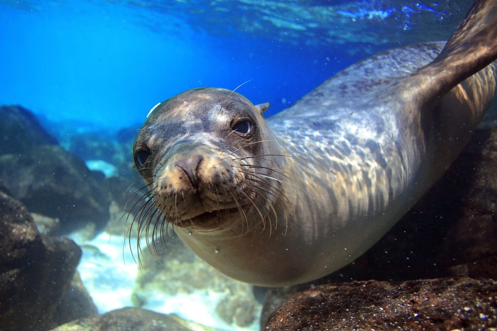 GALAPAGOS SEA LION JWT Cruises