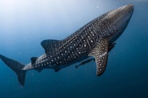 Ponant -Luxury Bali Cruise - JWT TRAVEL
