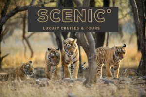 _Scenic - Royal Rajasthan & Luxury Lower Ganges River Cruise - JWT Cruises