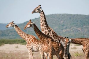 giraffes Safari and The Seychelles Cruise and tour Emerald Cruises luxury JWT Cruises