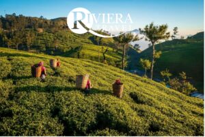 RIVIERA TRAVEL - Highlights of Sri Lanka Escorted Tour - JWT Escorted Tour
