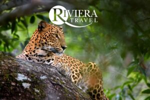 RIVIERA TRAVEL - Sri Lanka Escorted Tour - JWT Cruises